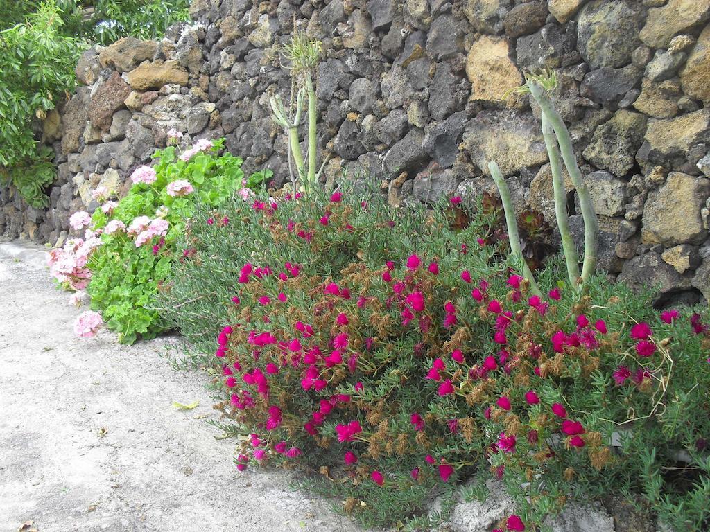 Abuelo Pancho Las Casas (El Hierro)